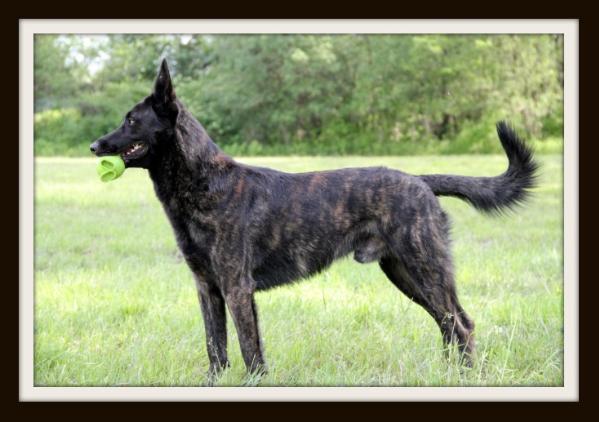 Kahn Ketchum Kennels | Dutch Shepherd 