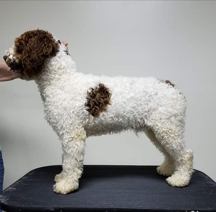 TITANIUM DE GUADALTEBA | Spanish Water Dog 