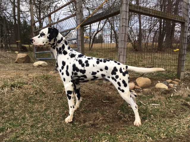 South Overton Twisted Steel N SexAppeal | Dalmatian 