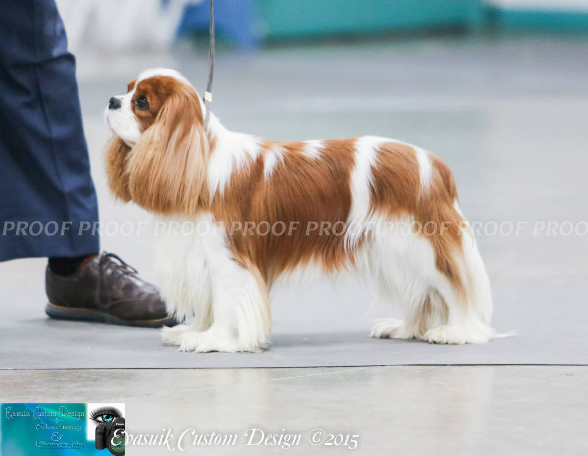 Miletree Joshua | Cavalier King Charles Spaniel 