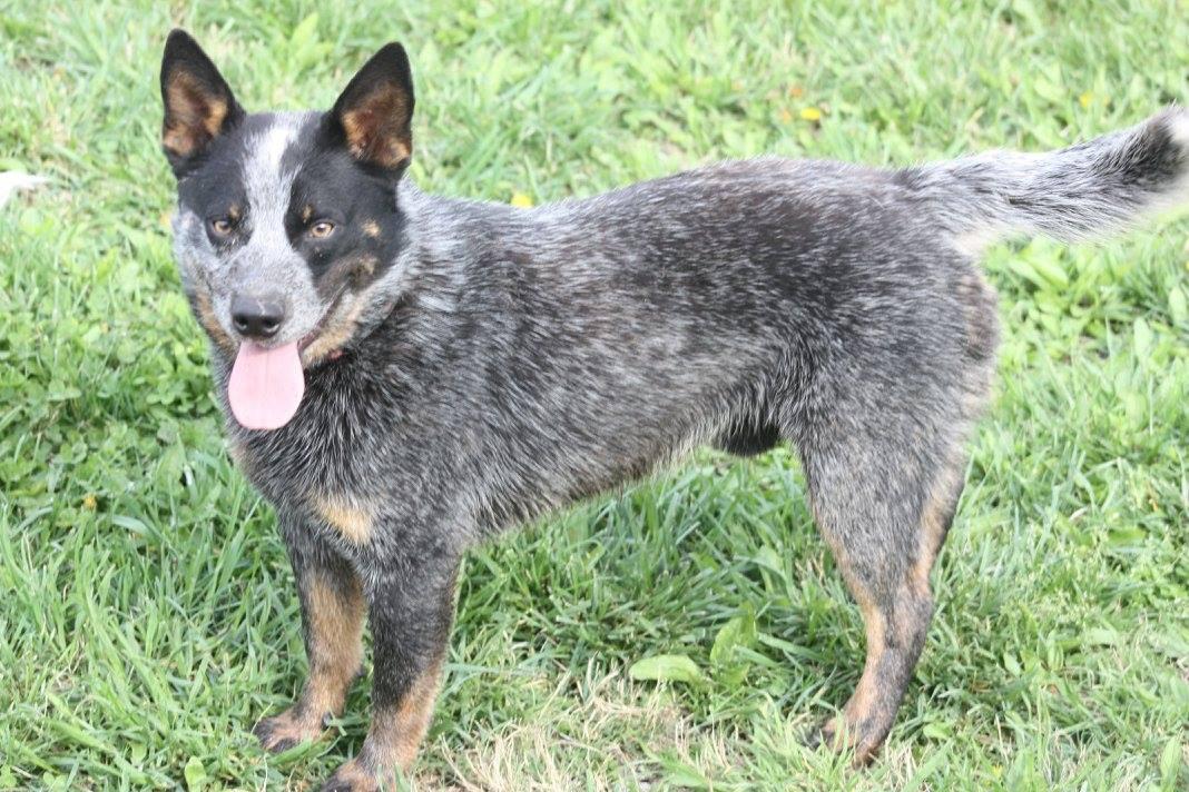 Shotgun Shells Jake | Australian Cattle Dog 