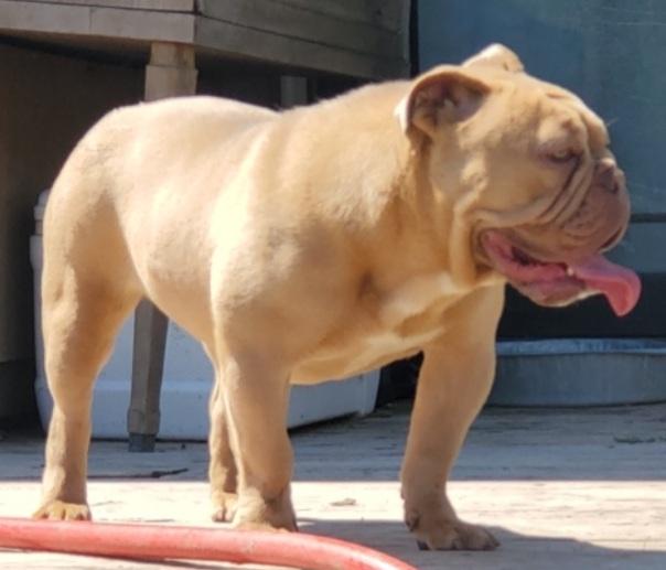 Showstopper's RockStar | Olde English Bulldogge 