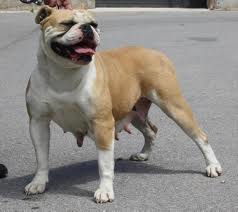 Northside's Money Penny | American Bulldog 