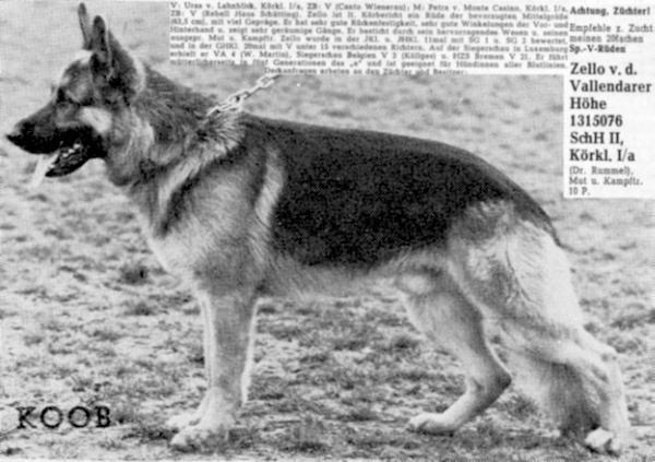 Zello von der Vallendarer Höhe | German Shepherd Dog 