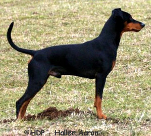 Haller AARON | German Pinscher 