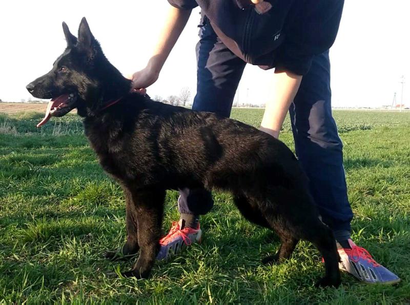 Luka z Dzierlina | German Shepherd Dog 