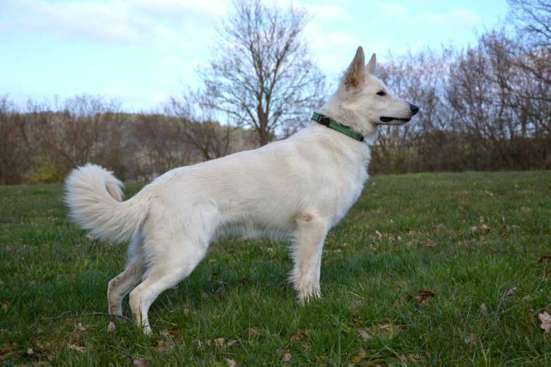 Orlando Kenia von Amira Asagera | White Swiss Shepherd Dog 