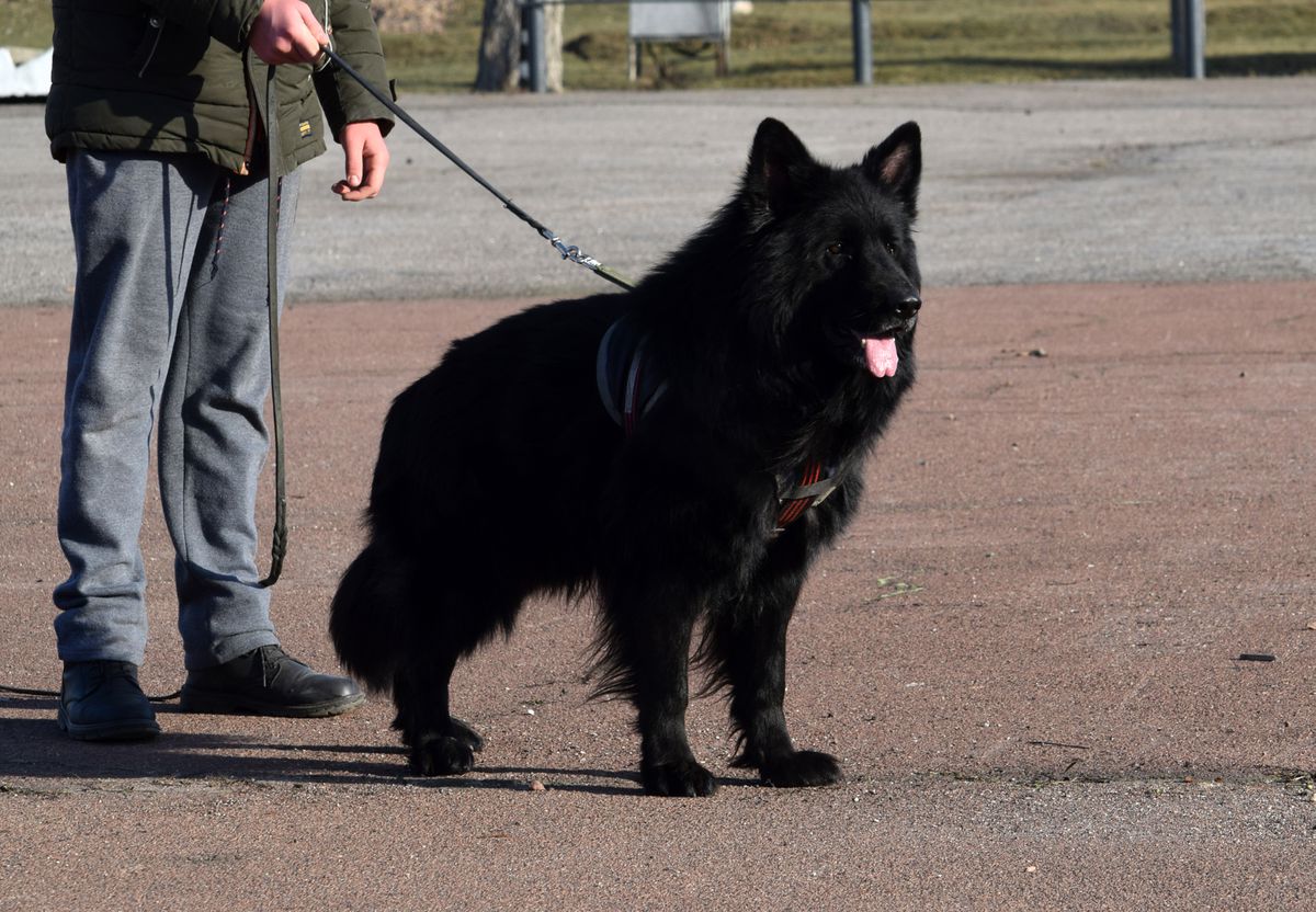 ARON BLACK PERFECT (LONG) | German Shepherd Dog 