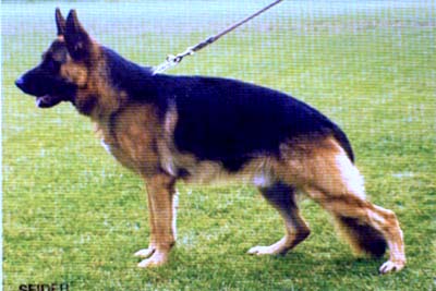 Lesko von Arminius | German Shepherd Dog 