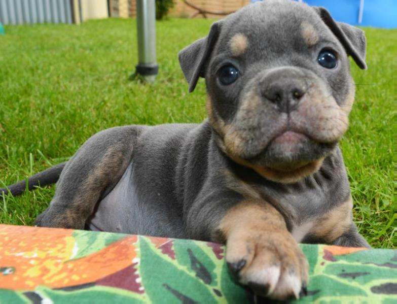 Flinstone Bulls Abby | Olde English Bulldogge 