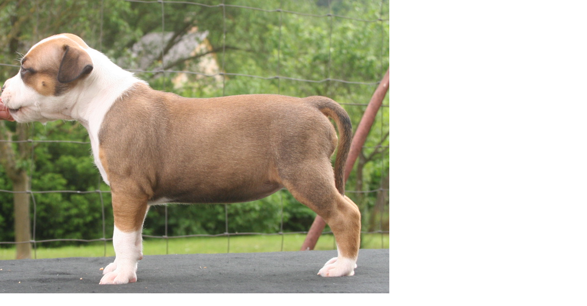 American Dream of Glass Mountain | American Staffordshire Terrier 