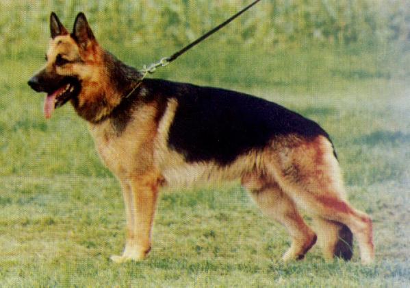 Argus vom Schloß Rosenau | German Shepherd Dog 