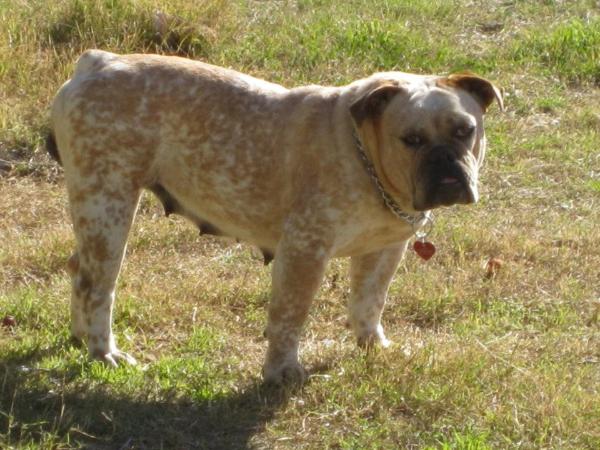 Arrowhead's Mars Attack | Olde English Bulldogge 