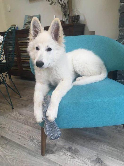 Fintan O'ISLA MAEGHAN | White Swiss Shepherd Dog 