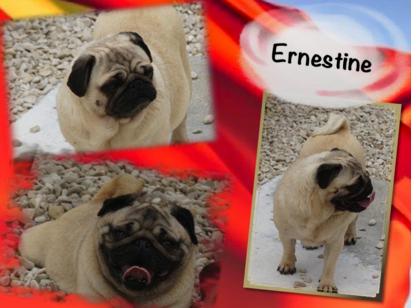 ernestine k | Pug 