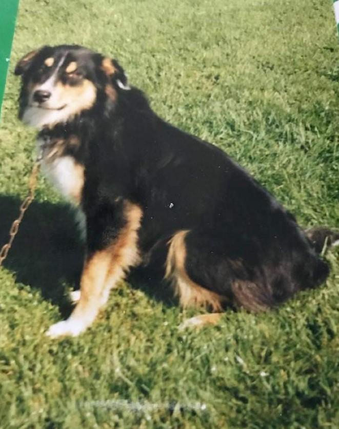 Beebe's Kansas MJ | English Shepherd 