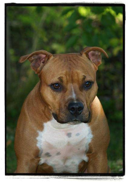 Fervens Fera Kingly- Kelly | American Staffordshire Terrier 