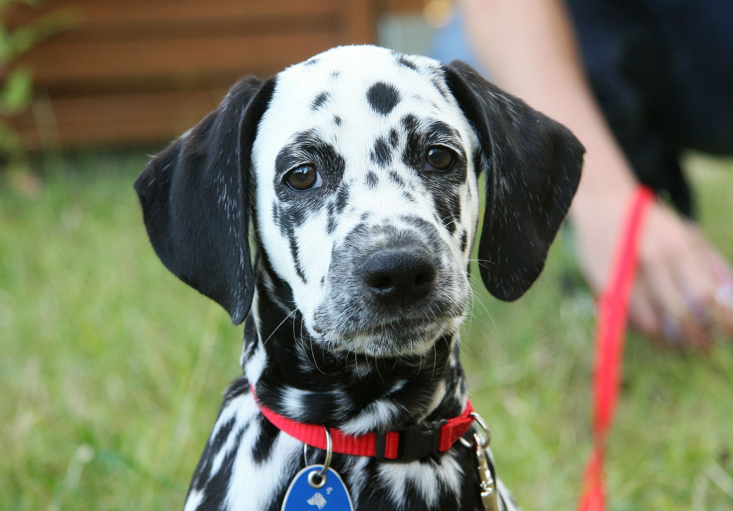 Dalmatian