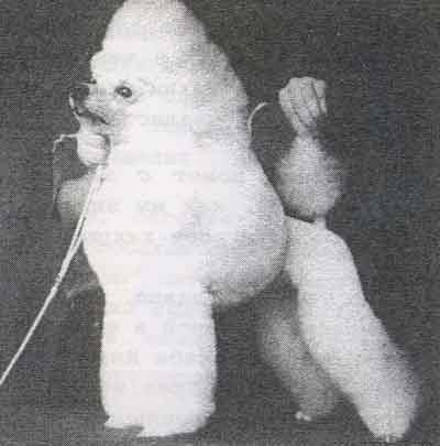 Veros Mimoletnoe Videnie Iz Zimnih Grez | Poodle 