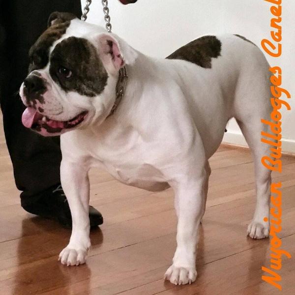 Nuyorican Bulldogges Canela | Olde English Bulldogge 