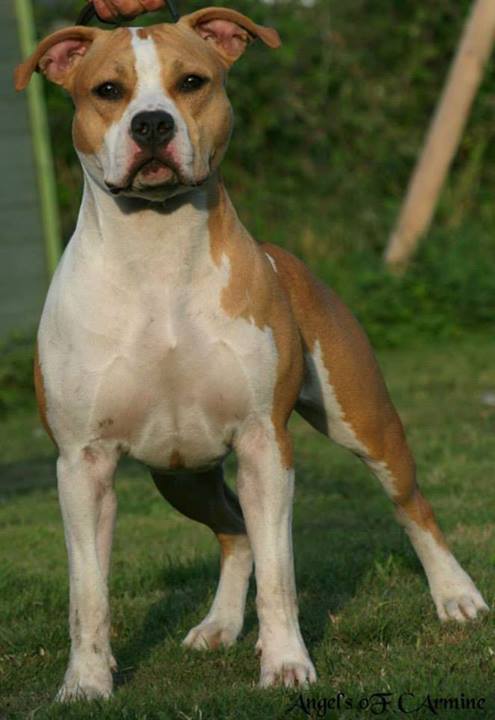 Elfire De Angel's of Carmine | American Staffordshire Terrier 