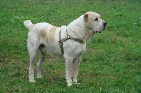 Blesk Urala Zholdosh | Central Asian Shepherd Dog 