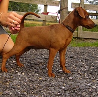 Wermut z klanu lobuzow | Miniature Pinscher 