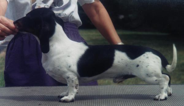 Duchwood's Sabre Blade | Dachshund 