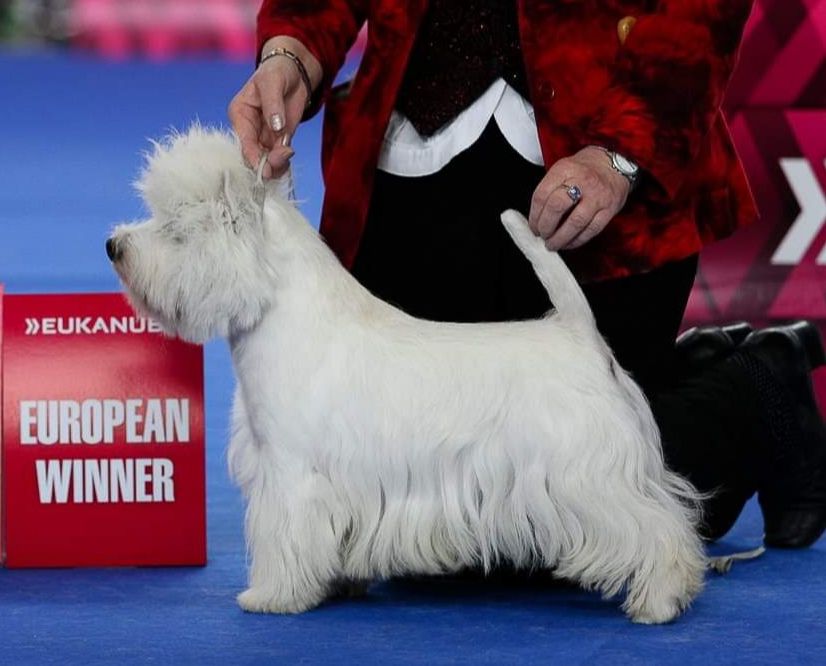 Leonhard's Cotton Eye Joe | West Highland White Terrier 