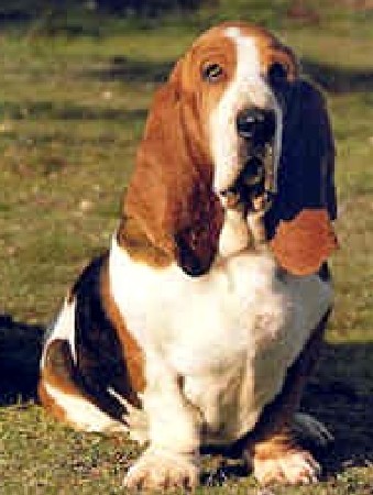 Azor Da Quinta do Vale | Basset Hound 