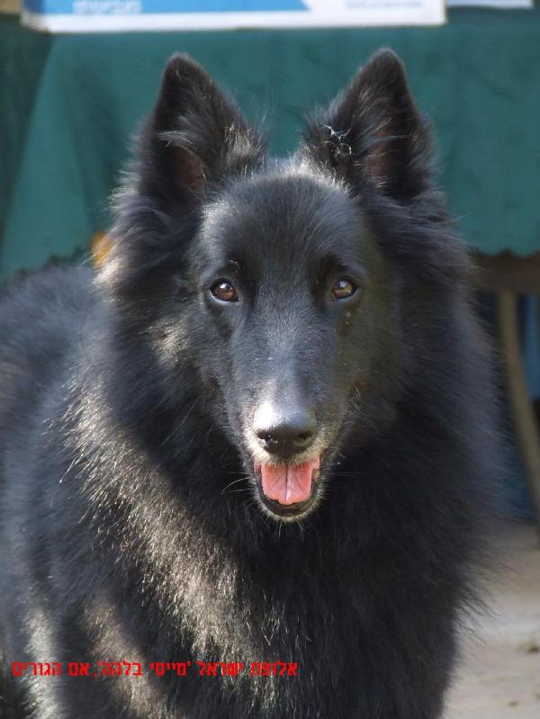 Maisy Bilha | Belgian Groenendael 