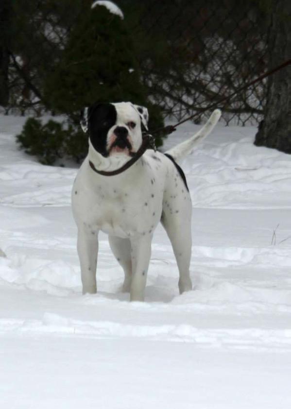 Chasteen's El Galan Sancho | American Bulldog 