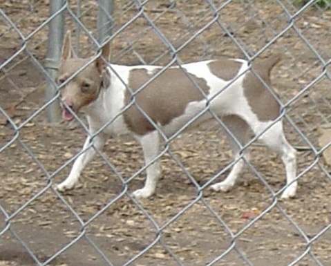 Caney Creek Velvet | Rat Terrier 