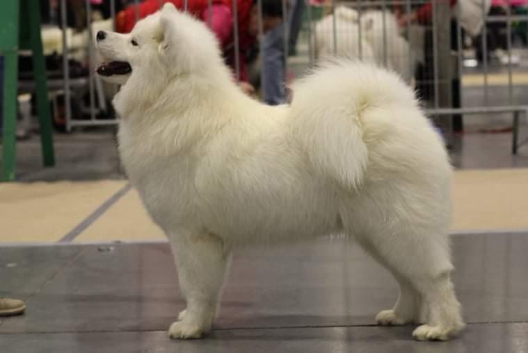 VICTORIA WHITE LEGEND | Samoyed 