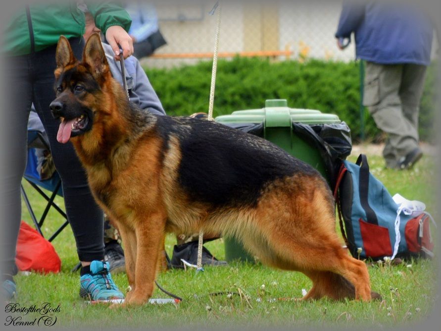 Q´Goldie Best of the Gods | German Shepherd Dog 