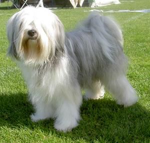 A-MAS SA-MU-TSA-YA | Tibetan Terrier 