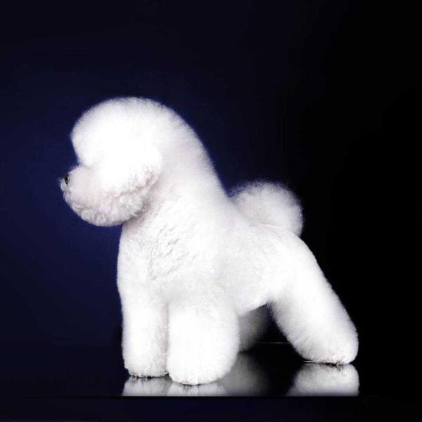 Niveous Veil Yut Gay | Bichon Frise 