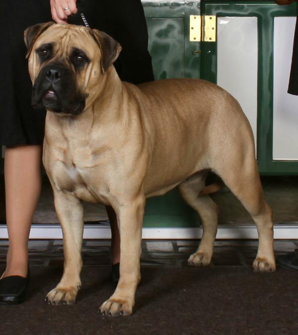 Stealsaheart She's ALLR's Ipolani Stokin' the Fire | Bullmastiff 