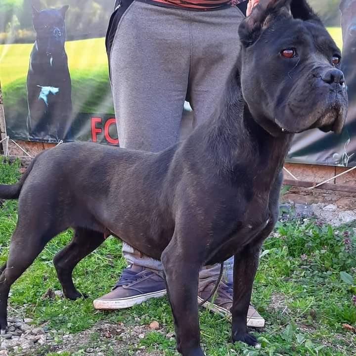 LEA | Cane Corso 