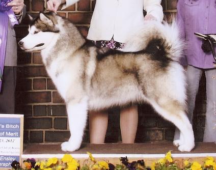 Staghorn's Eye Candy | Alaskan Malamute 