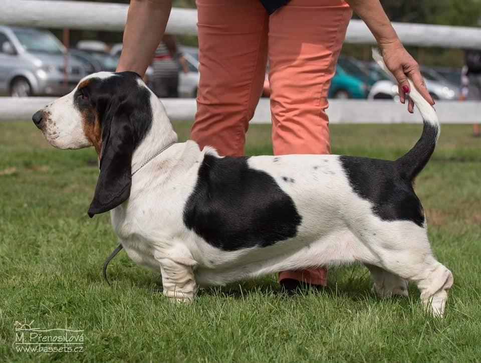 Wictoria Od berounky | Basset Hound 