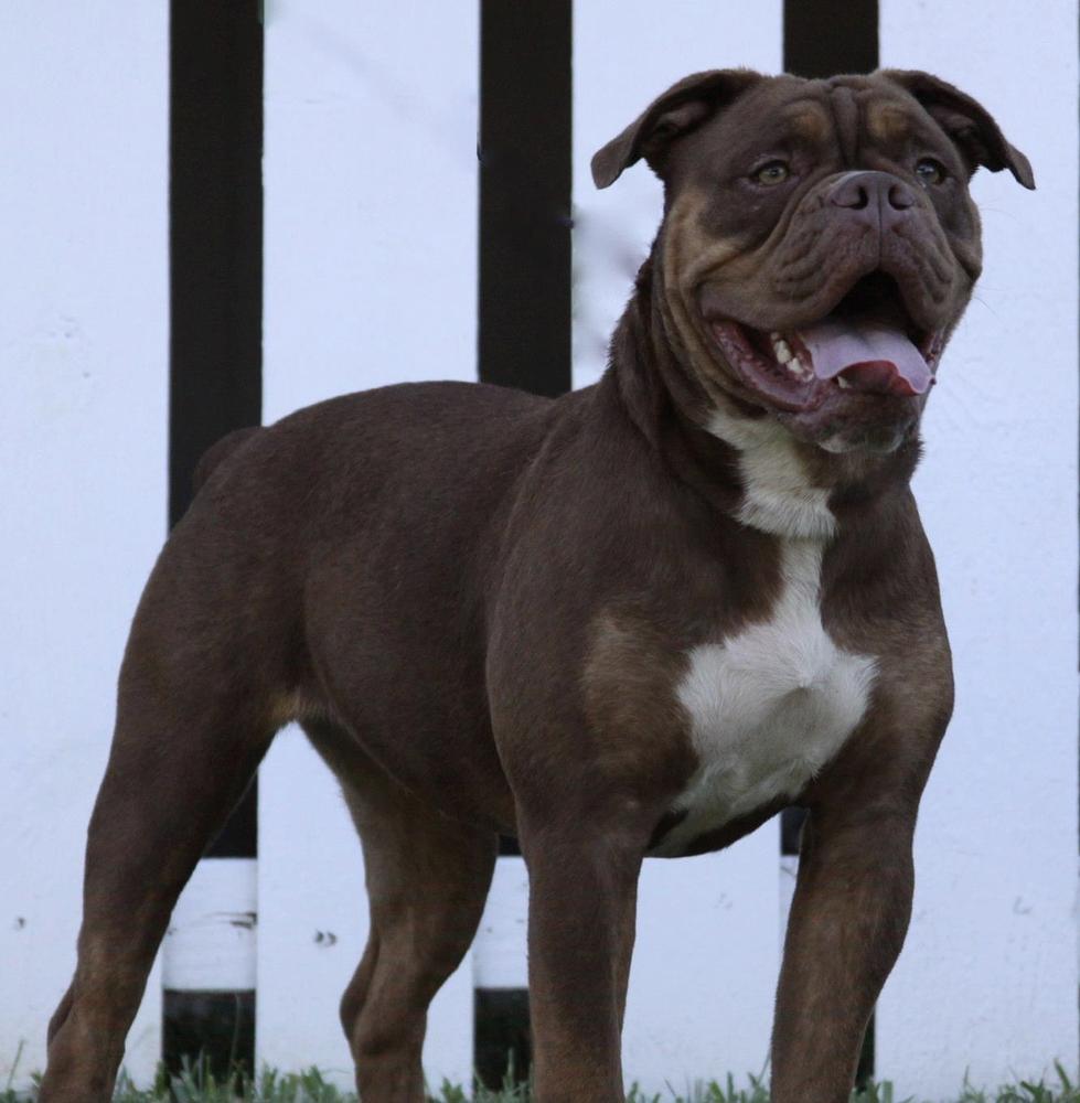 Paladin’s Athena of 1BN | Olde English Bulldogge 