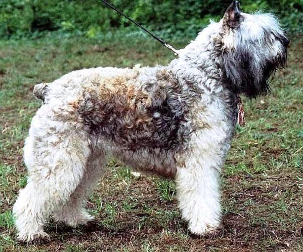 Határhalmi Jenny | Bouvier des Flandres 