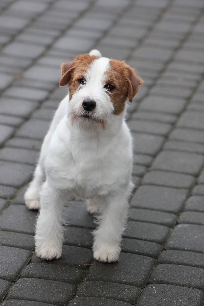 ELADAR Depeche Canis | Jack Russell Terrier 