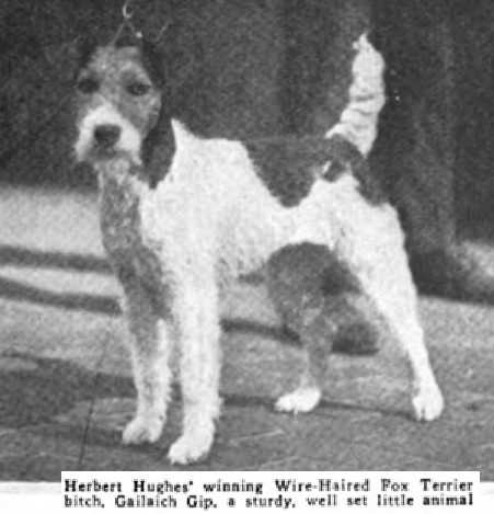 Gailaich Gip | Wire Fox Terrier 