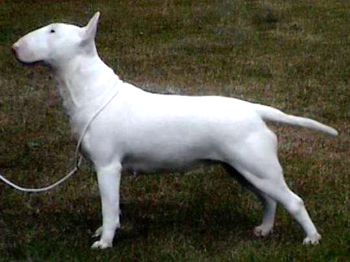Kilacabar Vampire Slayer | Bull Terrier 