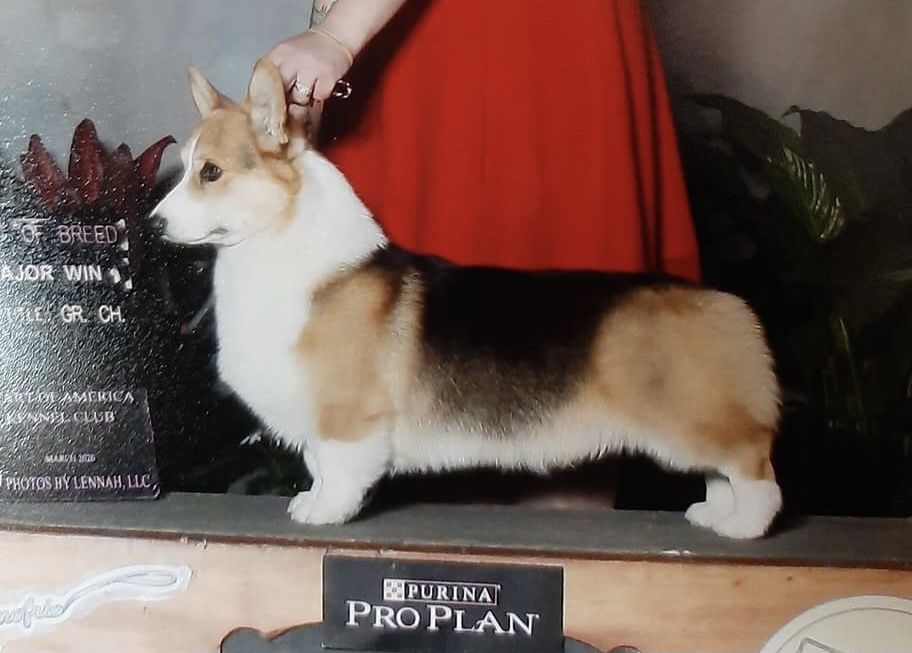 Gaylords Shameless At Hideaway | Pembroke Welsh Corgi 