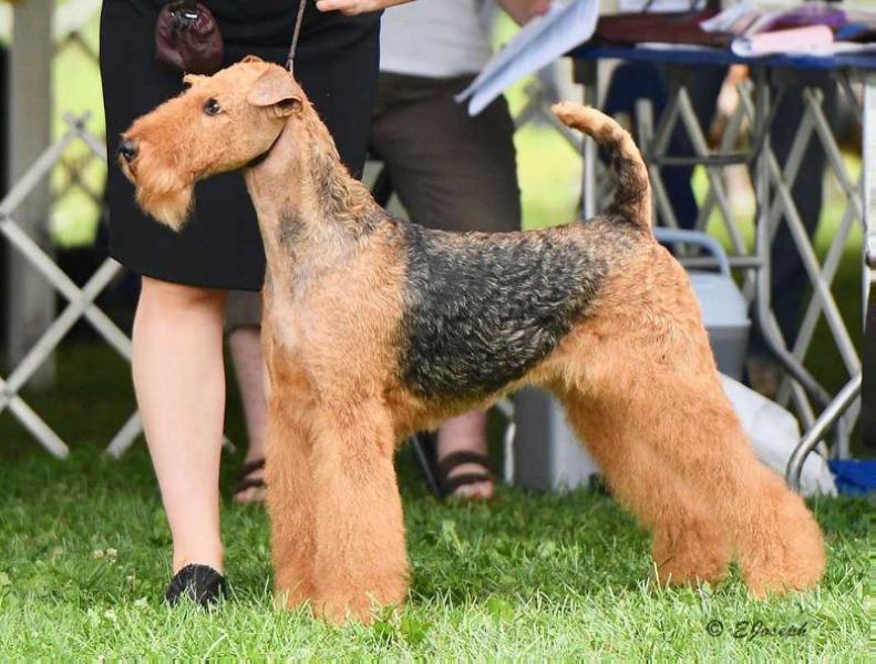 Joval The Force Awakens | Airedale Terrier 