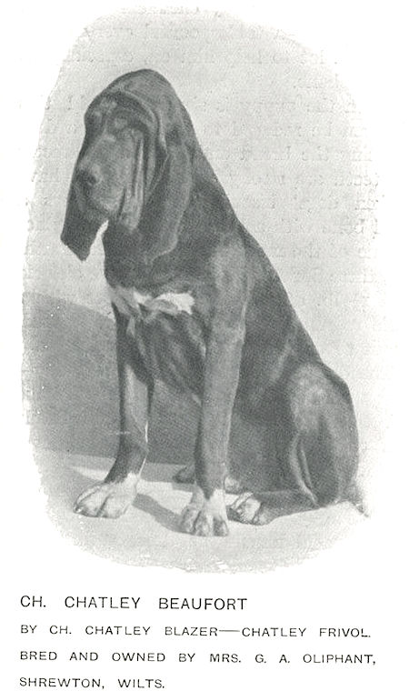 Chatley Beaufort | Bloodhound 