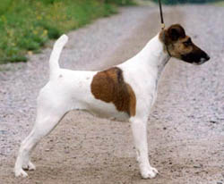 Woodborne Kite | Smooth Fox Terrier 